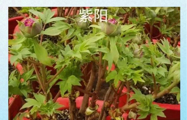 牡丹花苗的种植和养护要点是什么？