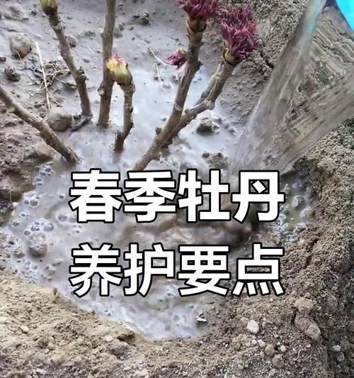 牡丹花苗的种植和养护要点是什么？