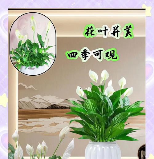 白掌花朵变绿的原因是什么？