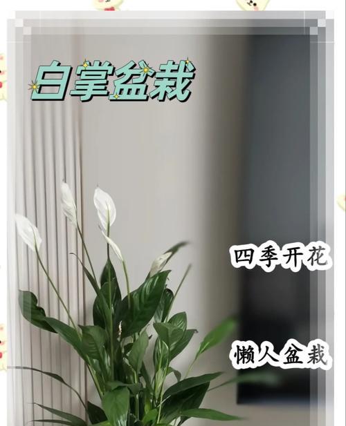 白掌花朵变绿的原因是什么？