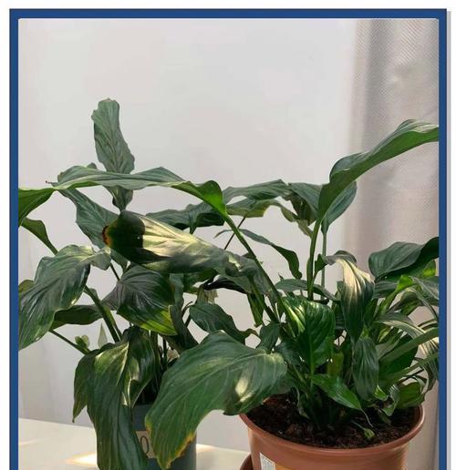 白掌花朵变绿的原因是什么？