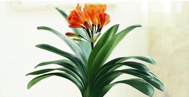 君子兰花是什么样的？君子兰的特征有哪些？