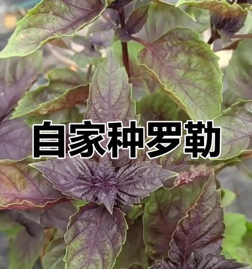 罗勒种子什么时候种？罗勒的最佳种植时间是什么时候？