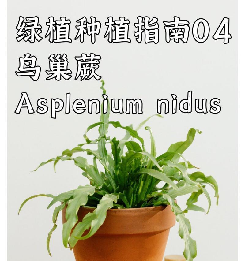 鸟巢蕨的养殖方法和常见问题解答？