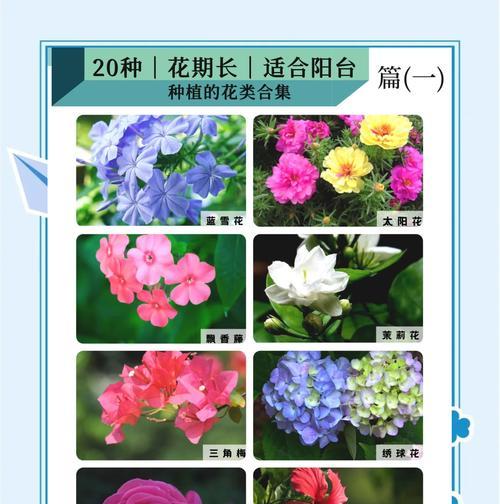 茉莉花浇水的最佳时机是什么时候？怎样浇水才能促进茉莉开花？