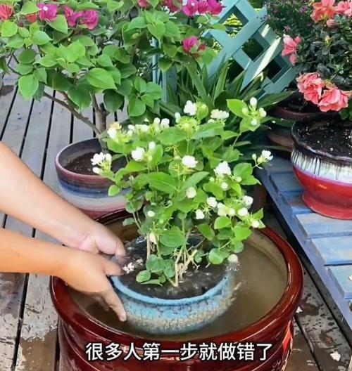 茉莉花浇水的最佳时机是什么时候？怎样浇水才能促进茉莉开花？
