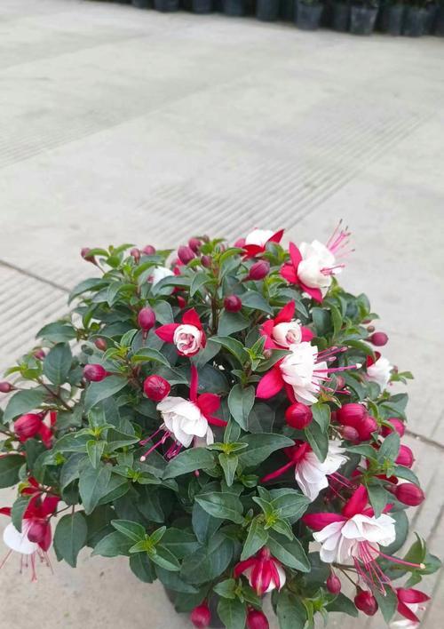 灯笼花有多少品种？各品种的花色和形态有何区别？