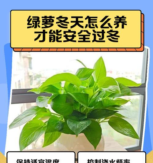 室内绿萝浇水频率如何掌握？
