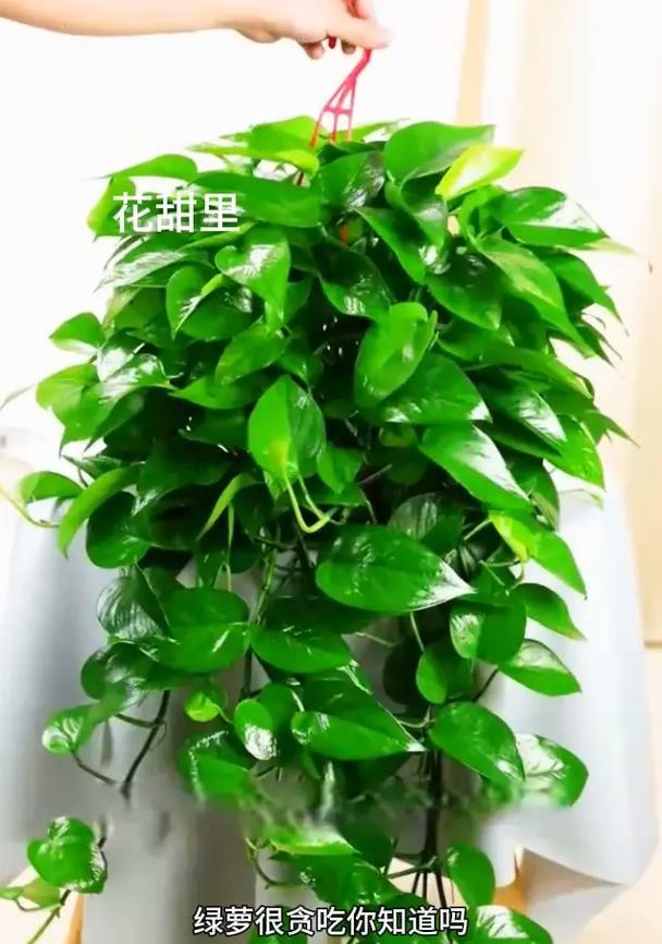 室内绿萝浇水频率如何掌握？
