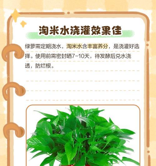 室内绿萝浇水频率如何掌握？