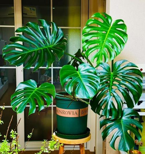 室内花有哪些品种名称？如何选择适合的室内花？