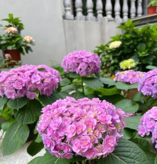 室内花有哪些品种名称？如何选择适合的室内花？
