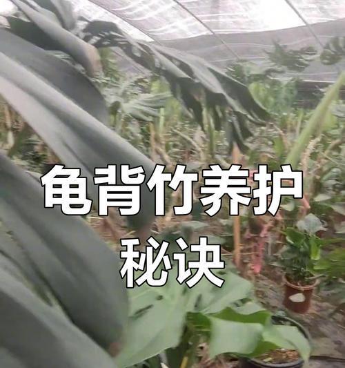 龟背竹修剪的正确步骤和技巧是什么？
