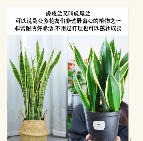 虎皮兰有哪些品种？如何区分和养护？
