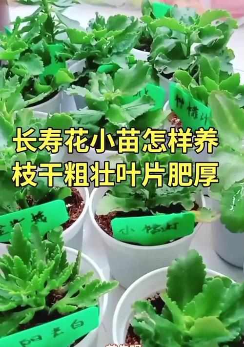 长寿花分盆的方法是什么？如何正确进行长寿花分盆？