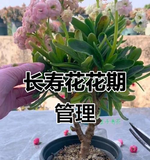 长寿花分盆的方法是什么？如何正确进行长寿花分盆？