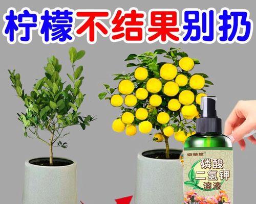 柠檬树施肥的最佳时机和方法是什么？
