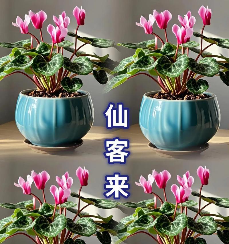 仙客来种子种植方法是什么？