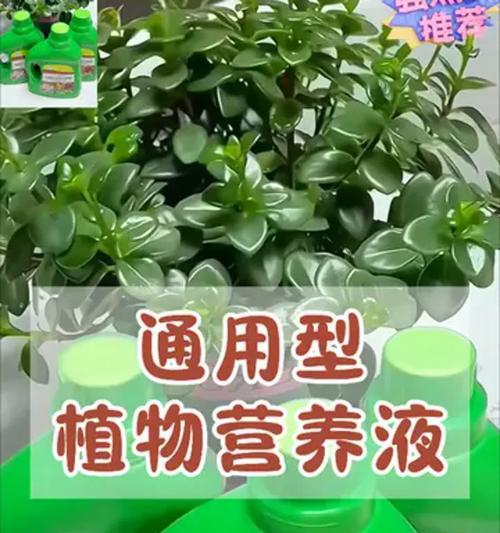 养花营养液的正确使用方法是什么？