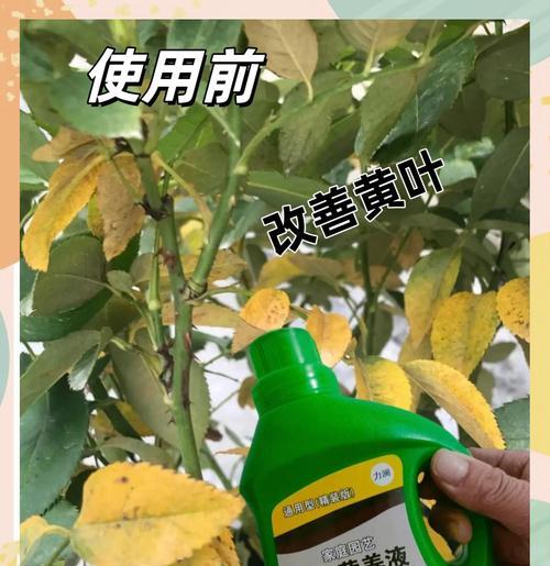 养花营养液的正确使用方法是什么？