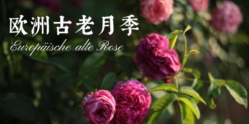 欧洲月季有哪些品种？如何挑选最佳的欧洲月季品种？