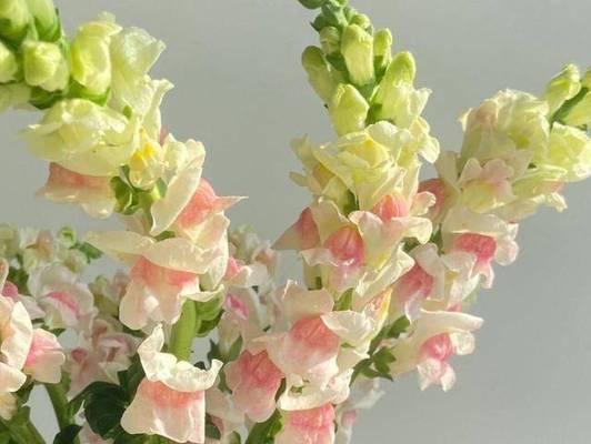 金鱼草养殖的正确步骤是什么？