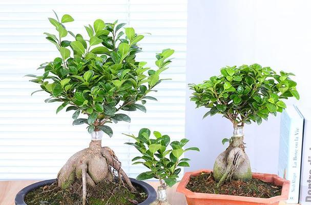 人参榕树造型的技巧是什么？
