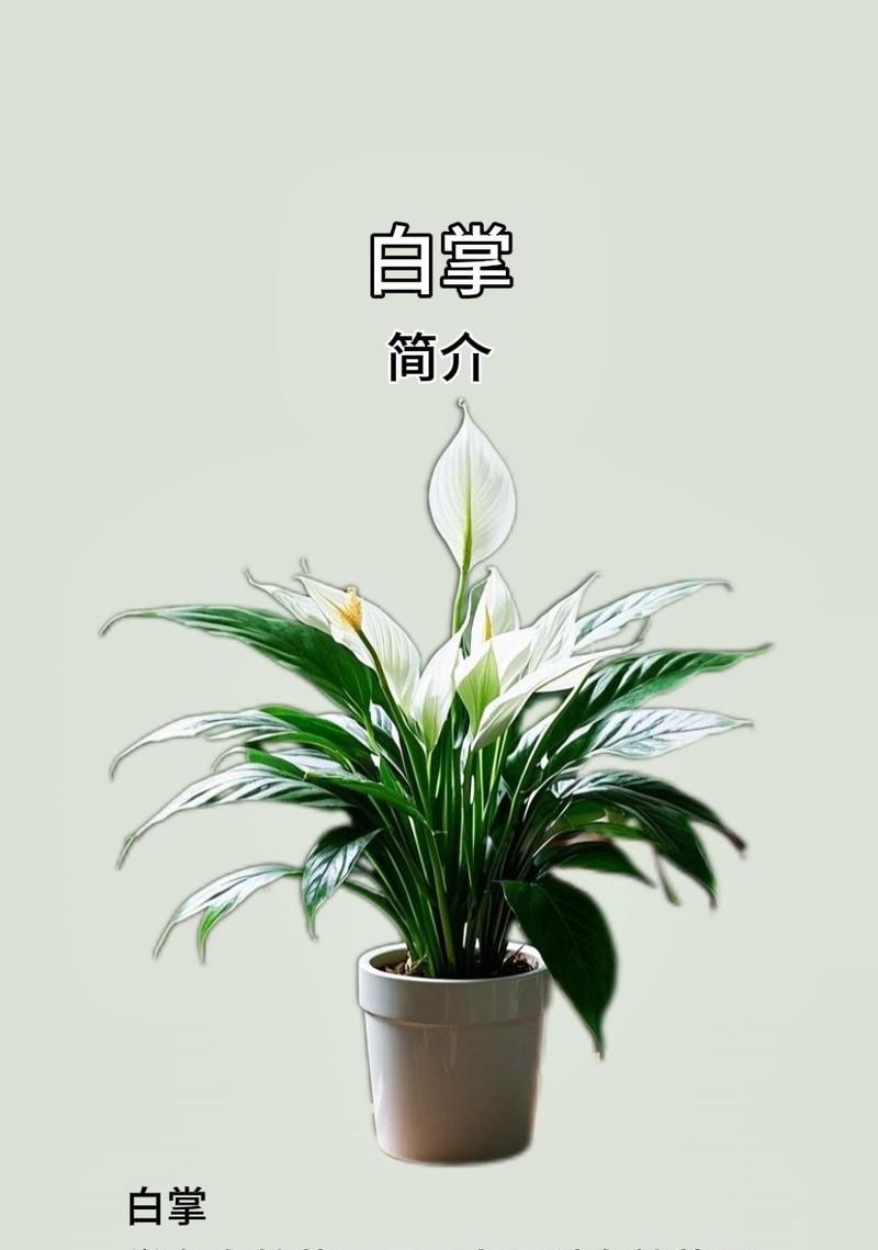 白掌开花的条件和管理方法是什么？