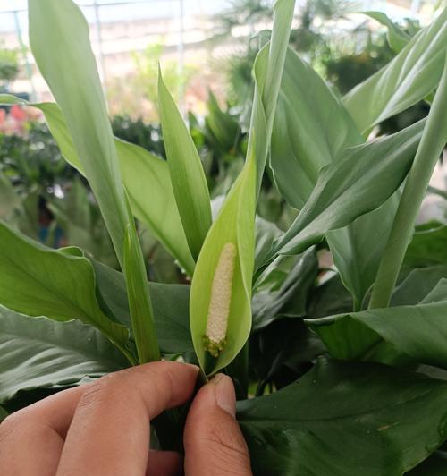 白掌开花的条件和管理方法是什么？