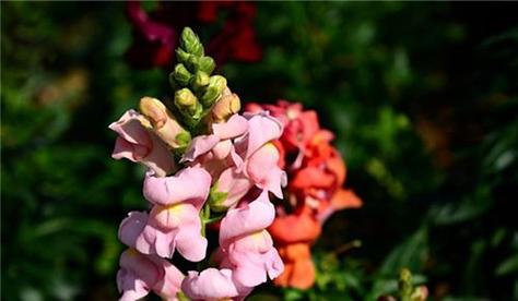 春天有哪些植物开花？春天开花植物的选择和养护技巧是什么？