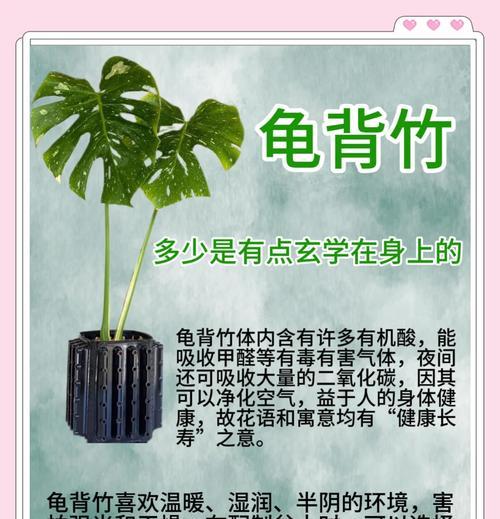 龟背竹的养殖环境和护理技巧是什么？