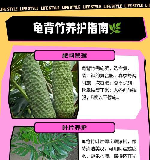 龟背竹的养殖环境和护理技巧是什么？