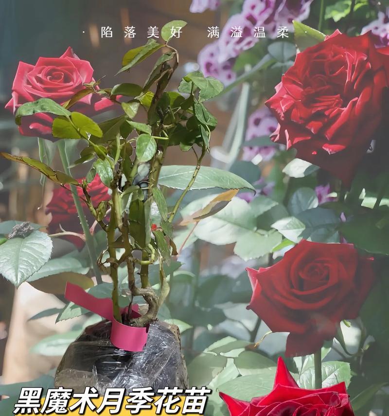 云南切花月季品种有哪些？如何挑选优质的切花月季？