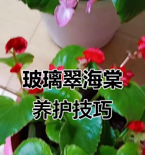 玻璃翠的养护技巧是什么？