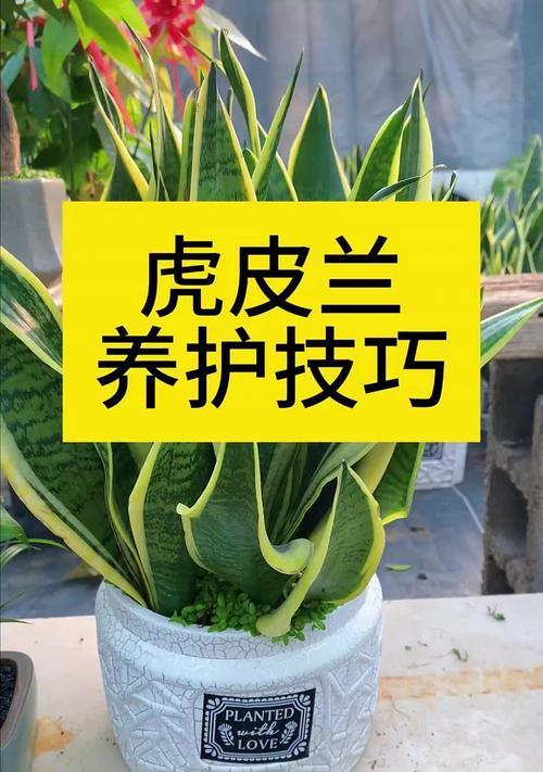 虎皮兰快速生长的秘诀是什么？