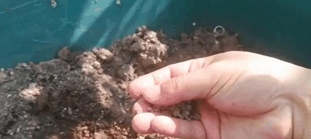 如何有效杀菌养花土？