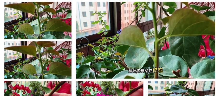 三角梅徒长枝条的修剪技巧有哪些？