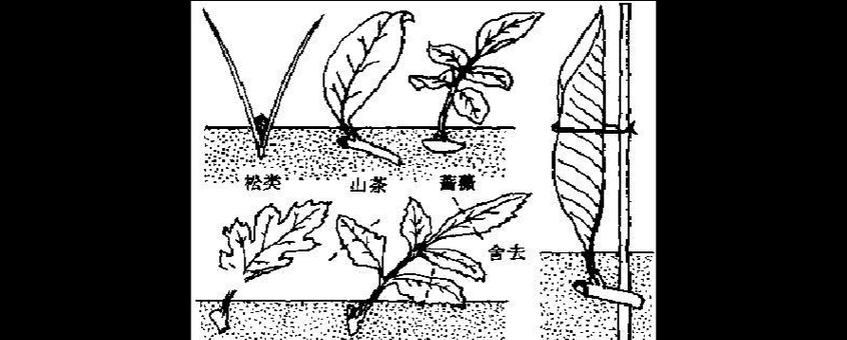 灯笼花繁殖方法有哪些？如何进行扦插繁殖？