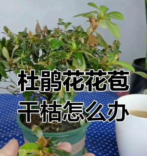 杜鹃花修剪的正确方法是什么？