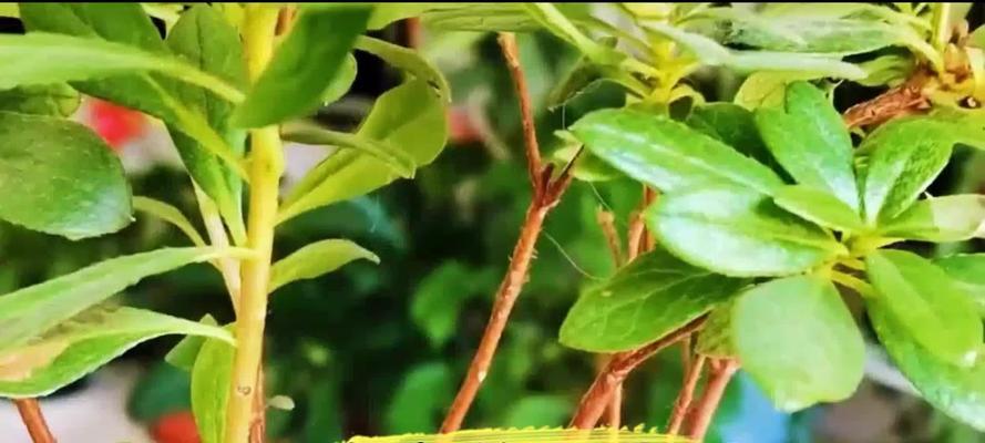 杜鹃花修剪的正确方法是什么？