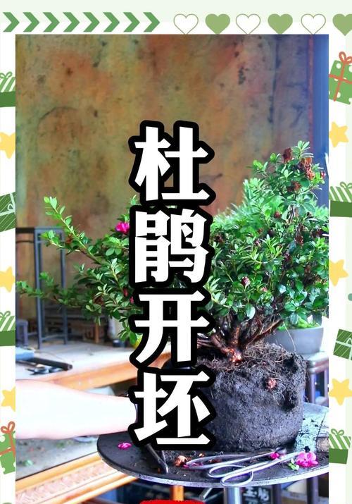 杜鹃花修剪的正确方法是什么？