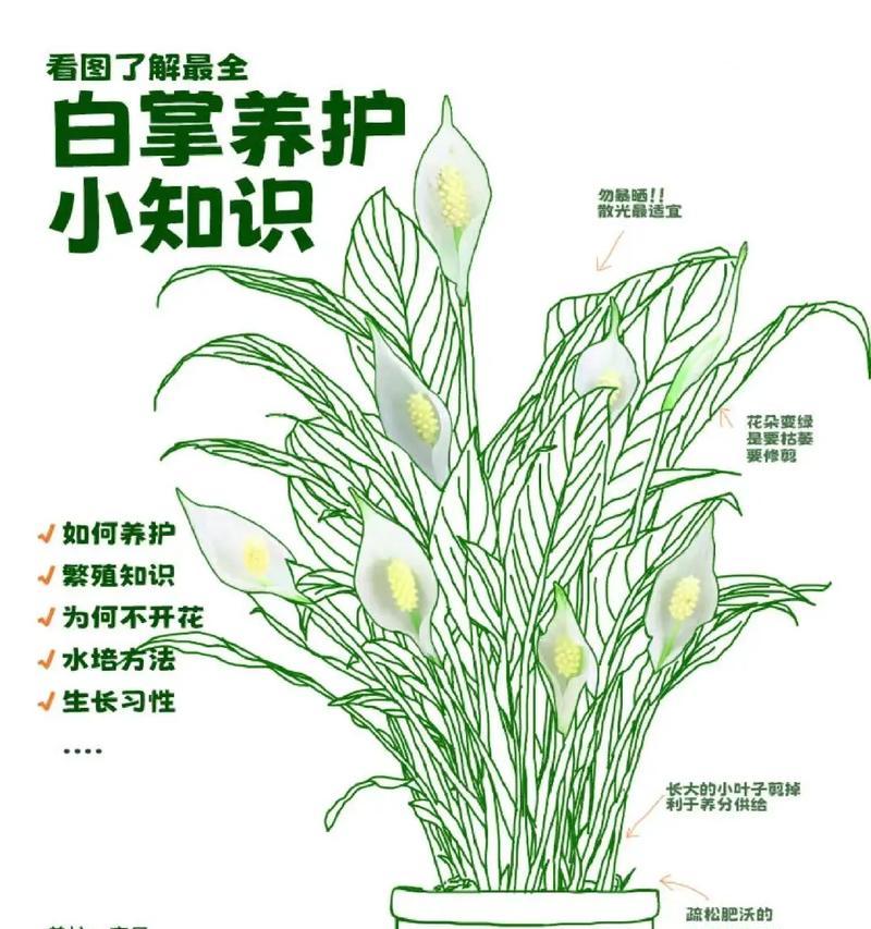 一帆风顺水培的方法和注意事项是什么？