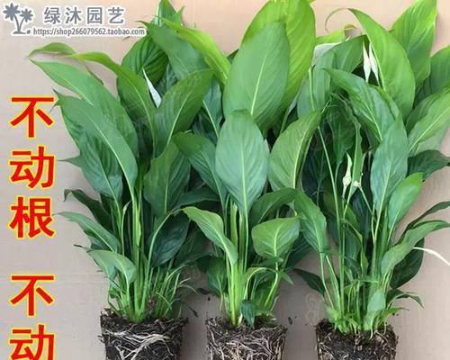 一帆风顺水培的方法和注意事项是什么？