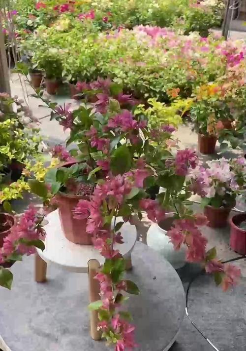 栀子花花期如何养护？怎样延长栀子花花期？