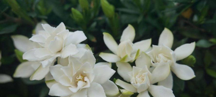 栀子花花期如何养护？怎样延长栀子花花期？