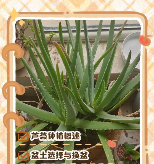 芦荟的种植方法和养护要点是什么？