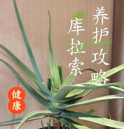 芦荟的种植方法和养护要点是什么？