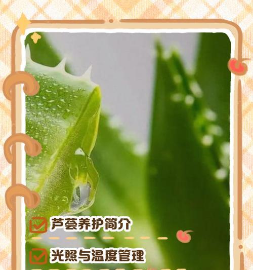 芦荟的种植方法和养护要点是什么？