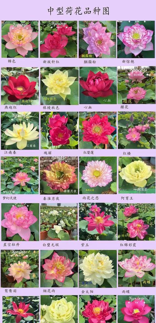 荷花的生长条件是什么？如何保证荷花的健康生长？