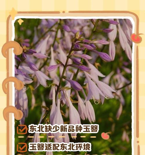 玉簪品种有哪些？它们的生长条件和特点是什么？